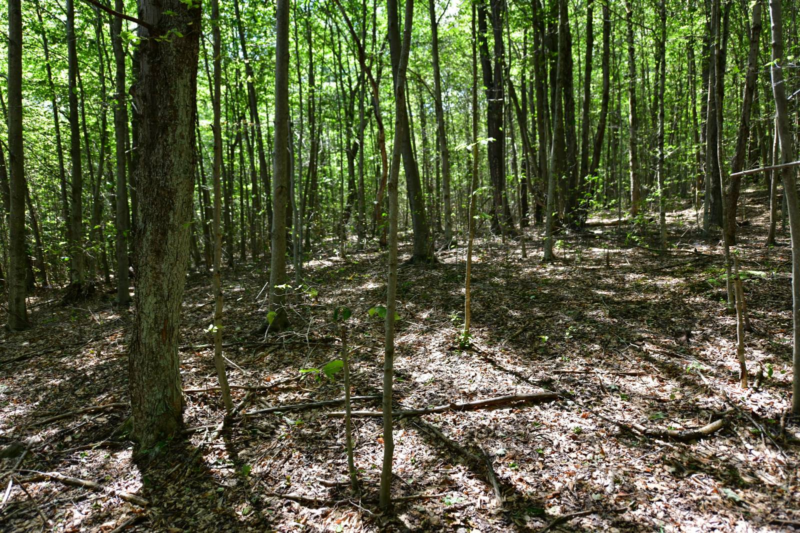 #12 photo, 0 County Hwy 7, #411.-2-2, Colchester , NY 13755