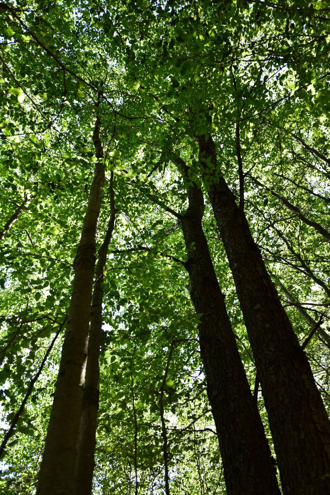 #13 photo, 0 County Hwy 7, #411.-2-2, Colchester , NY 13755