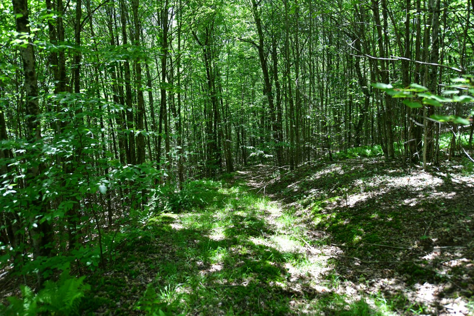 #14 photo, 0 County Hwy 7, #411.-2-2, Colchester , NY 13755