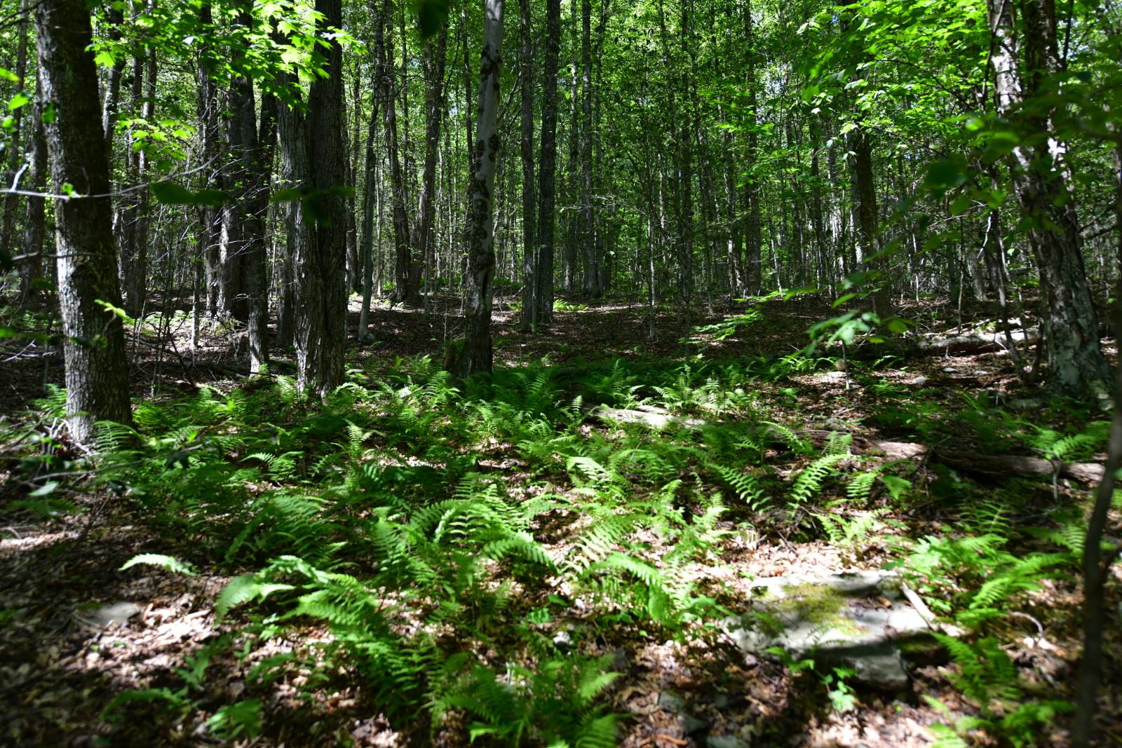 #15 photo, 0 County Hwy 7, #411.-2-2, Colchester , NY 13755