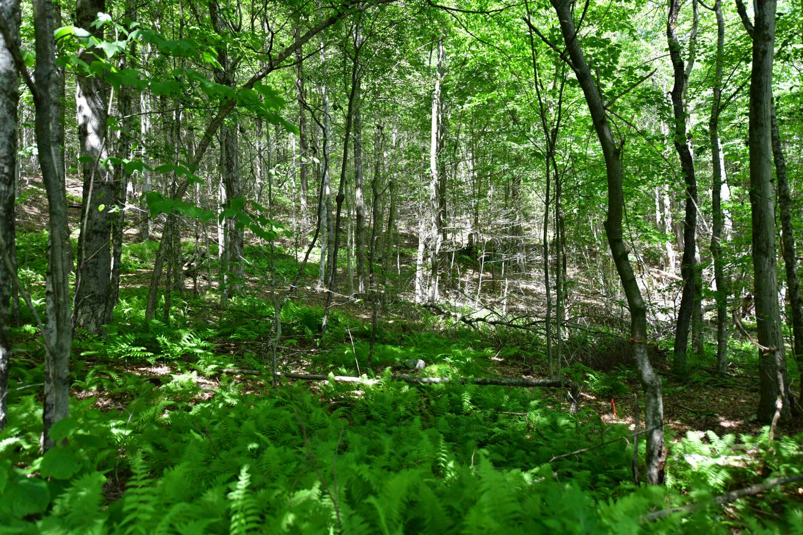 #5 photo, 0 County Hwy 7, #411.-2-2, Colchester , NY 13755