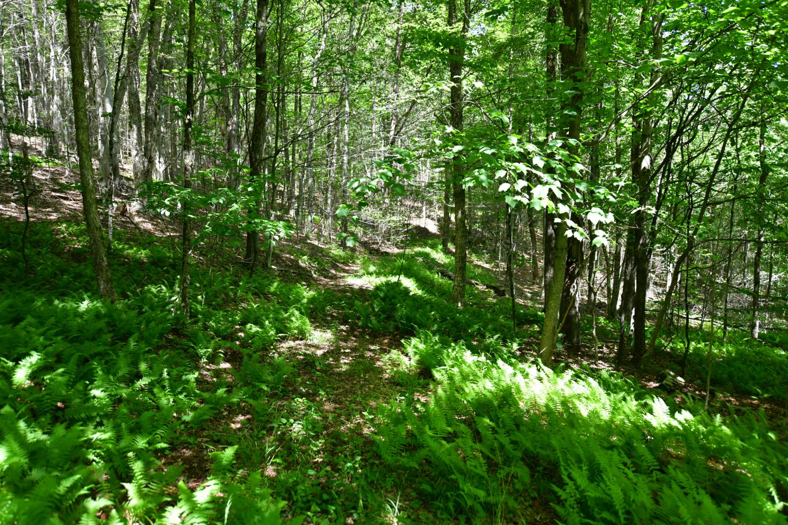 #6 photo, 0 County Hwy 7, #411.-2-2, Colchester , NY 13755