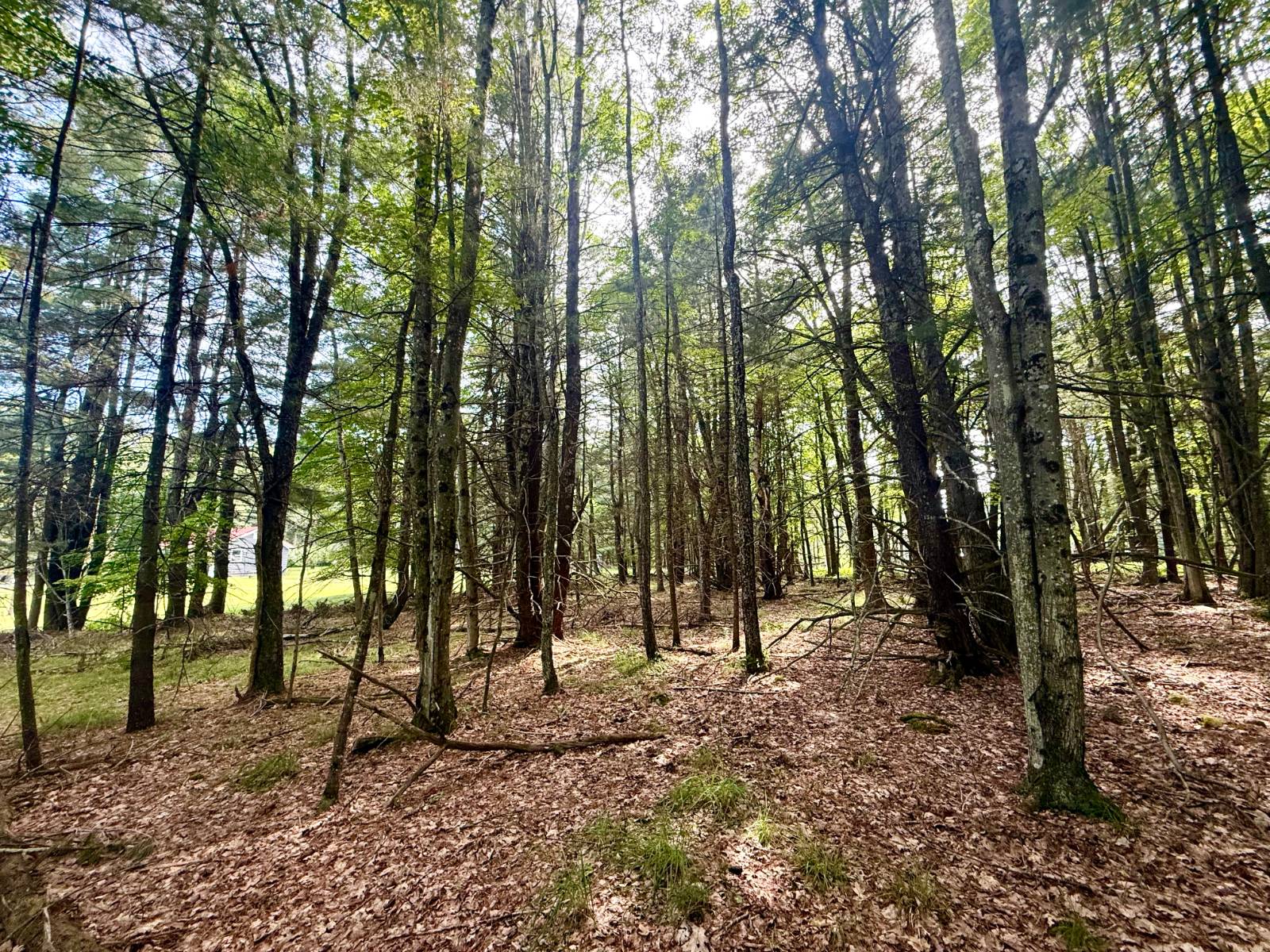 #39 photo, 20 Biegel Rd, Prattsville , NY 12468