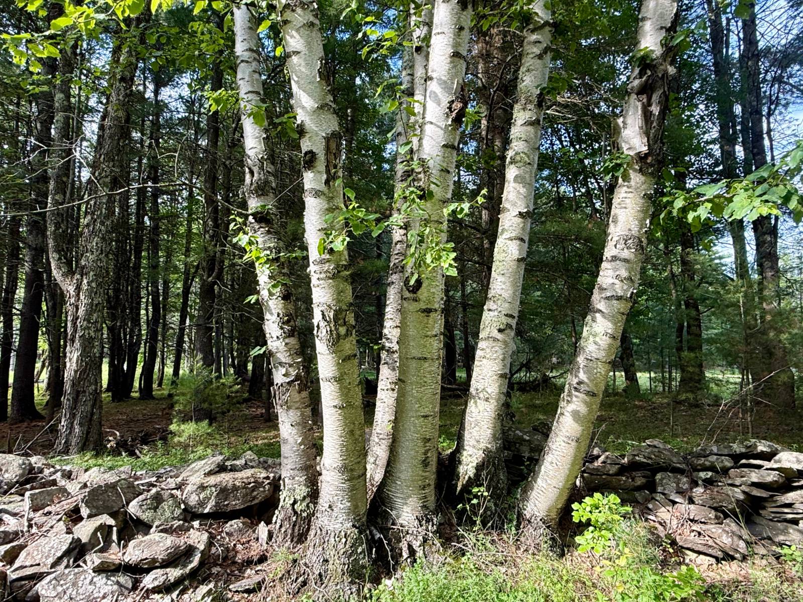 #49 photo, 20 Biegel Rd, Prattsville , NY 12468