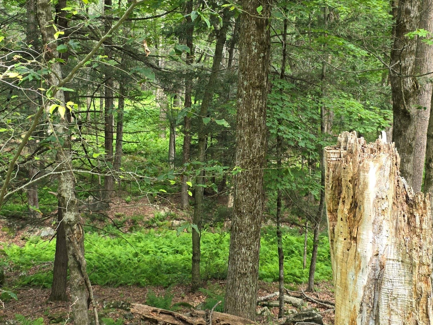 #5 photo, Gregory Road, Monticello , NY 12701