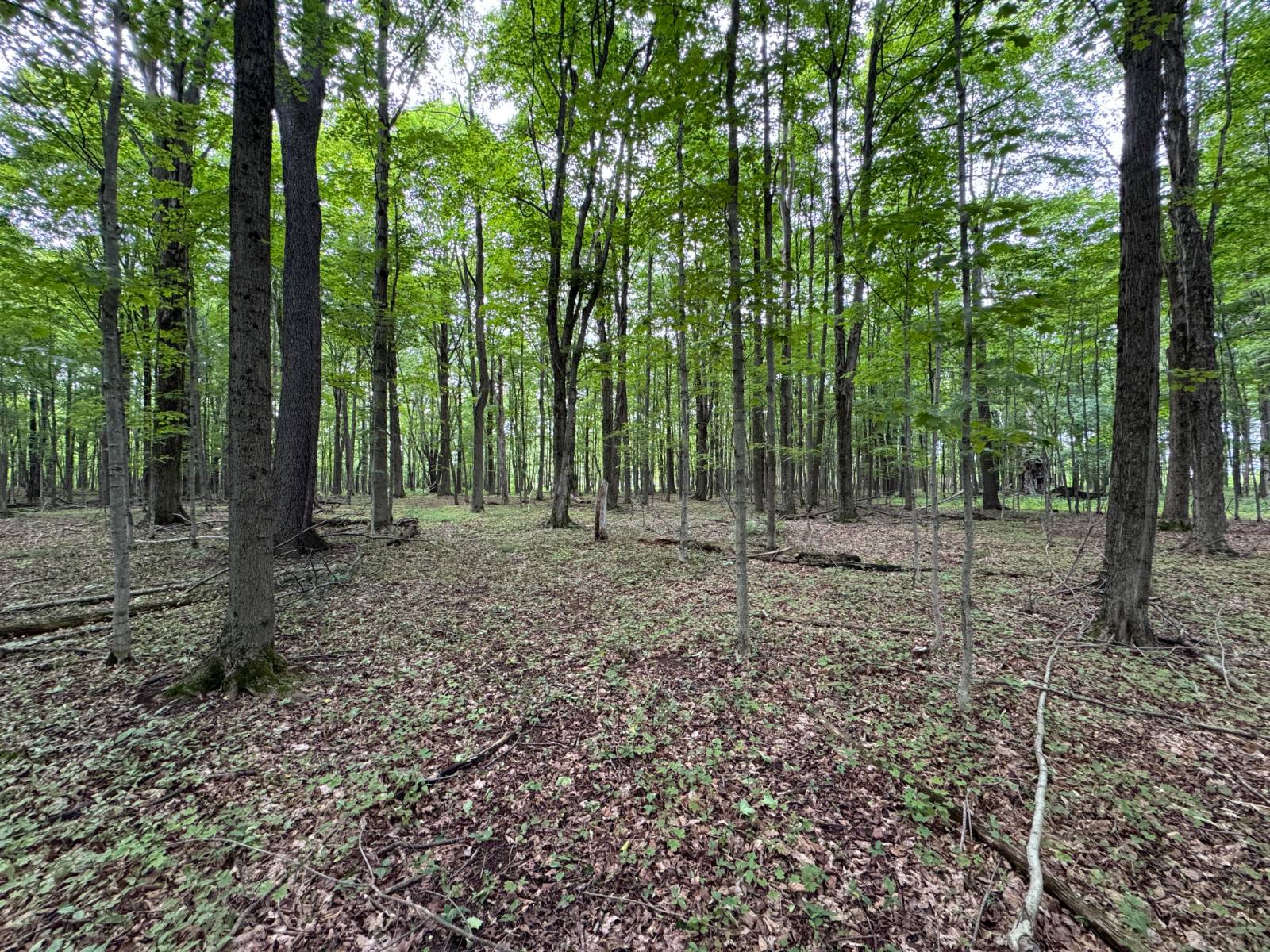 #6 photo, 2949 Leach Rd, Eaton , NY 13334