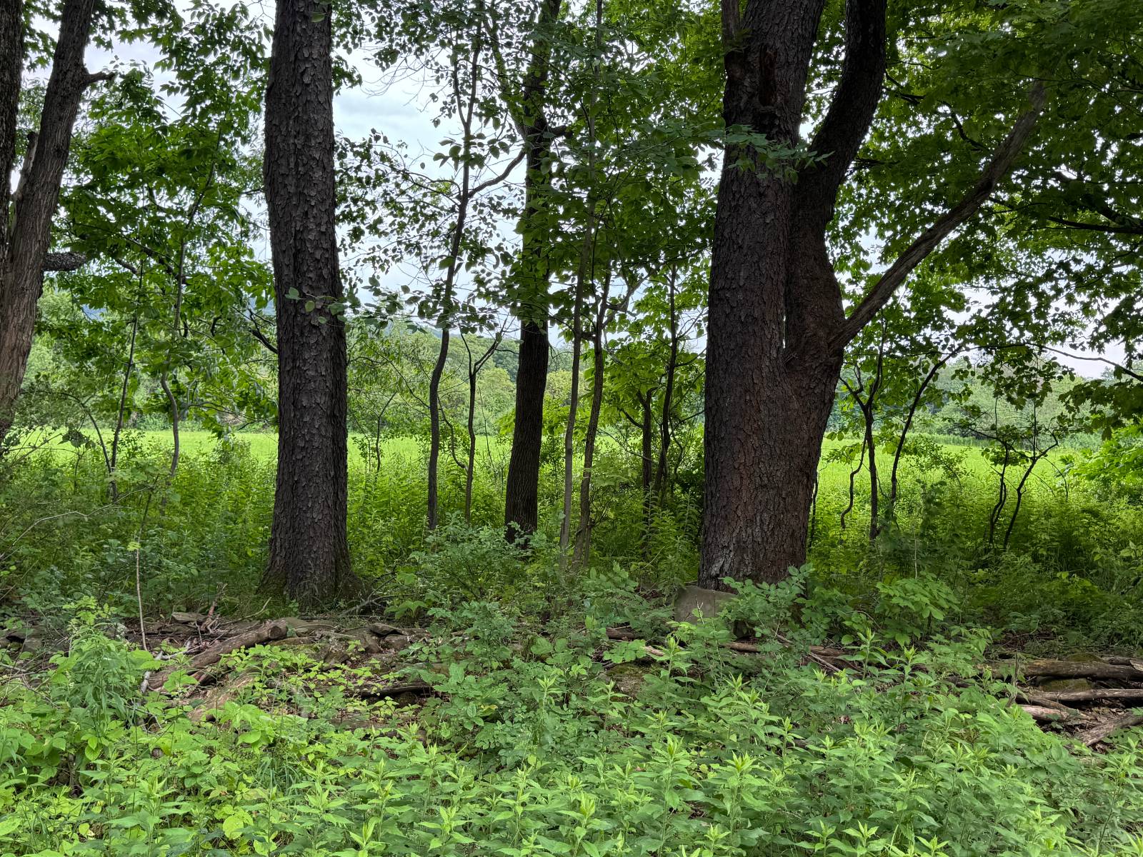 #8 photo, 2949 Leach Rd, Eaton , NY 13334