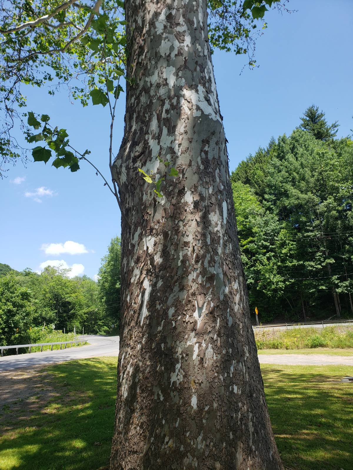 #10 photo, 6964 River Road, Downsville , NY 13755