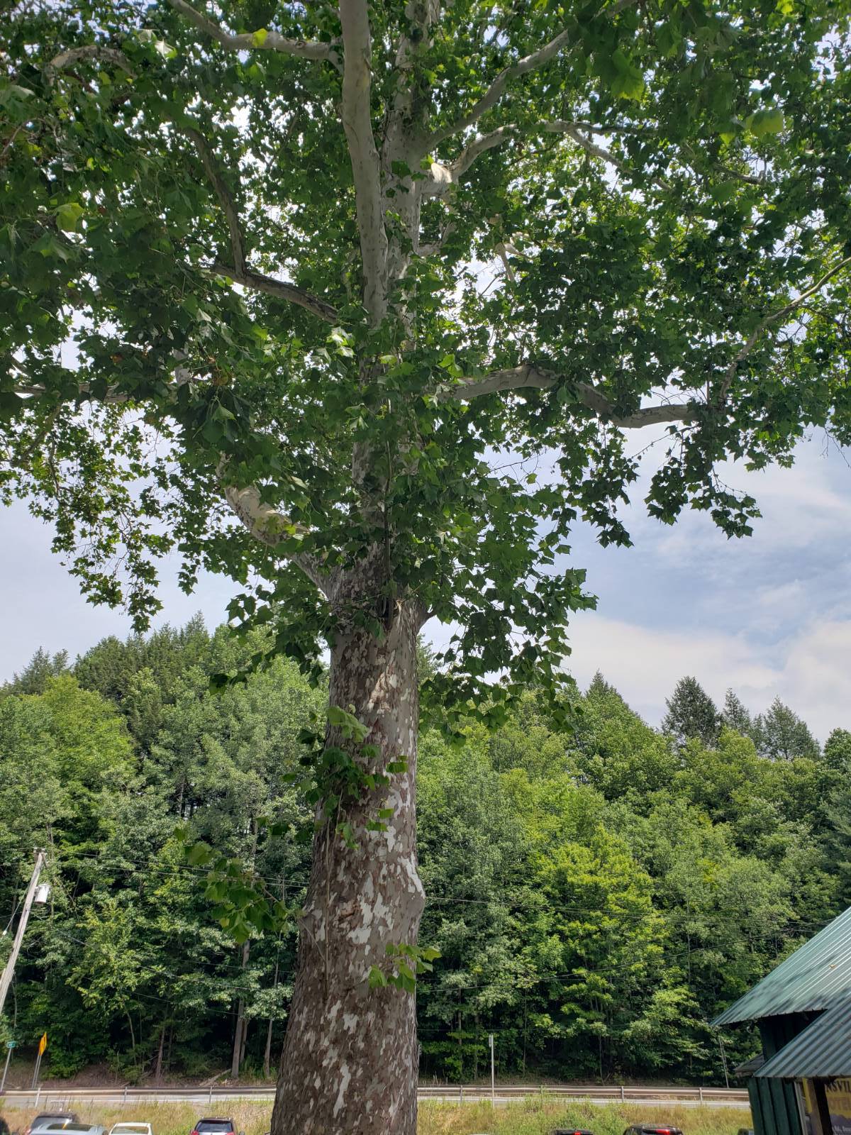 #77 photo, 6964 River Road, Downsville , NY 13755