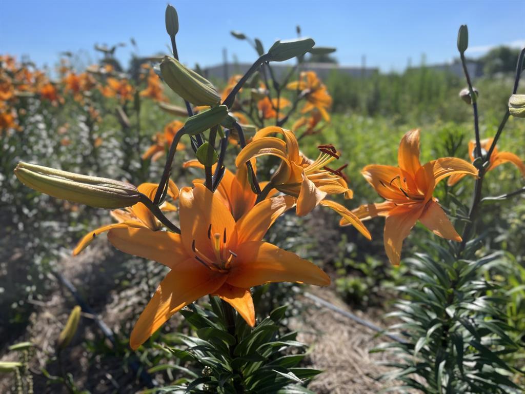 #15 photo, 1117 Cross River Drive, サフォーク郡 Riverhead , NY 11901