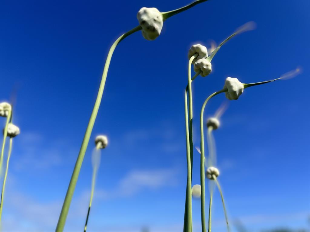 #16 photo, 1117 Cross River Drive, サフォーク郡 Riverhead , NY 11901