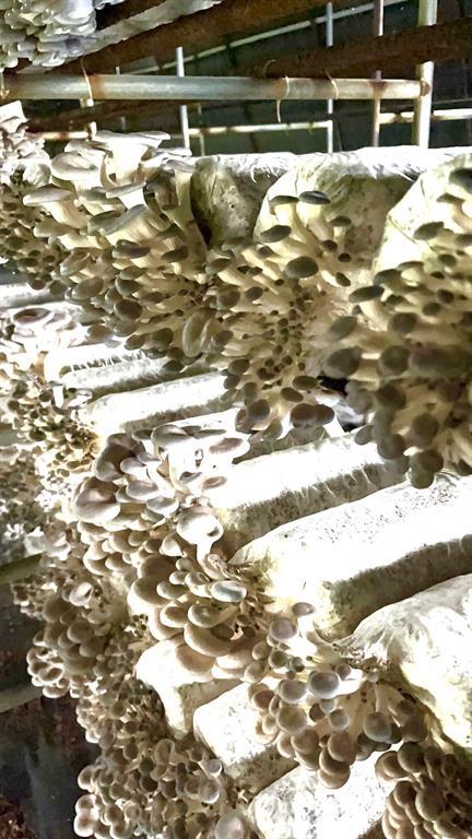 #5 photo, 1117 Cross River Drive, サフォーク郡 Riverhead , NY 11901