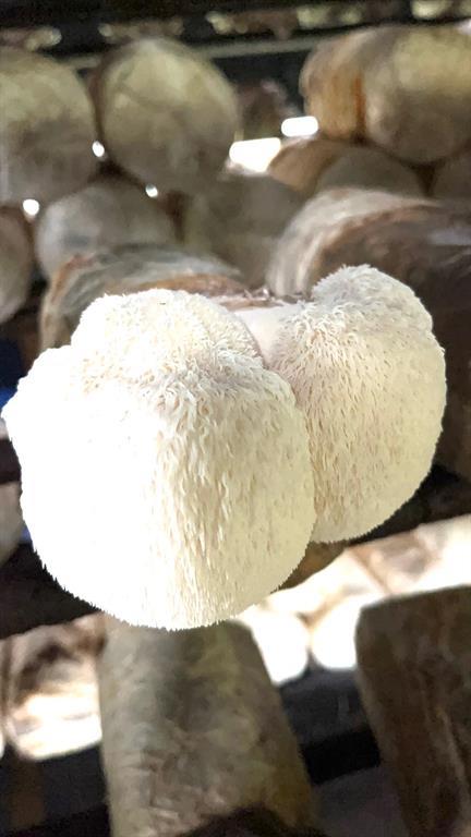 #6 photo, 1117 Cross River Drive, サフォーク郡 Riverhead , NY 11901