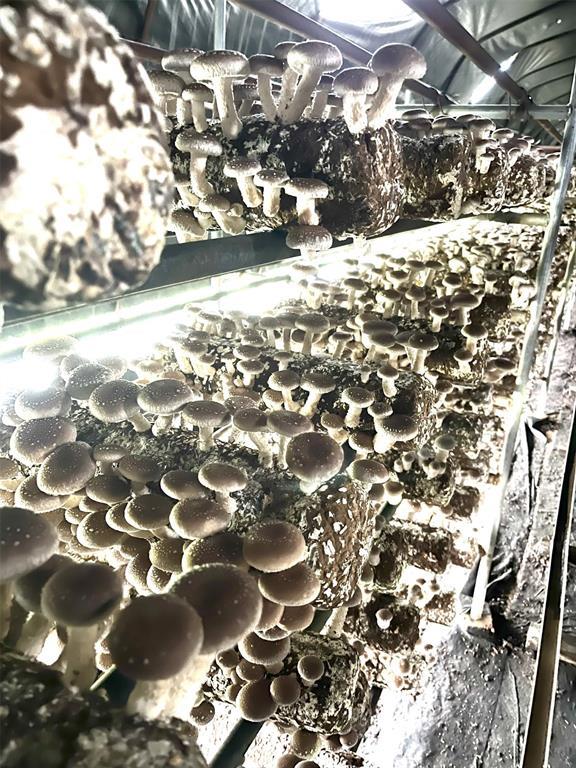 #7 photo, 1117 Cross River Drive, サフォーク郡 Riverhead , NY 11901