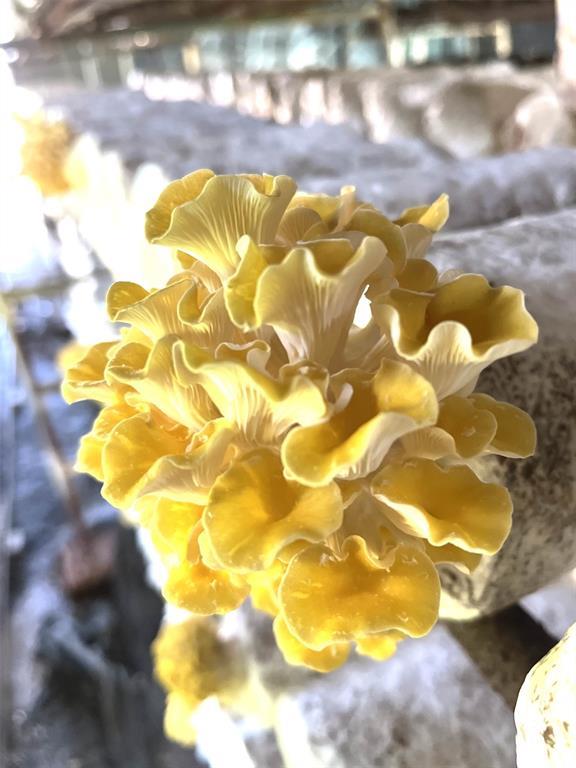 #8 photo, 1117 Cross River Drive, サフォーク郡 Riverhead , NY 11901