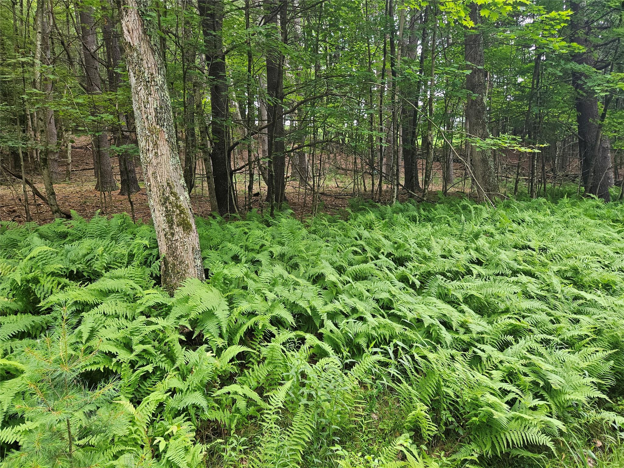 #13 photo, Hurd and Parks Road, Kauneonga Lake , NY 