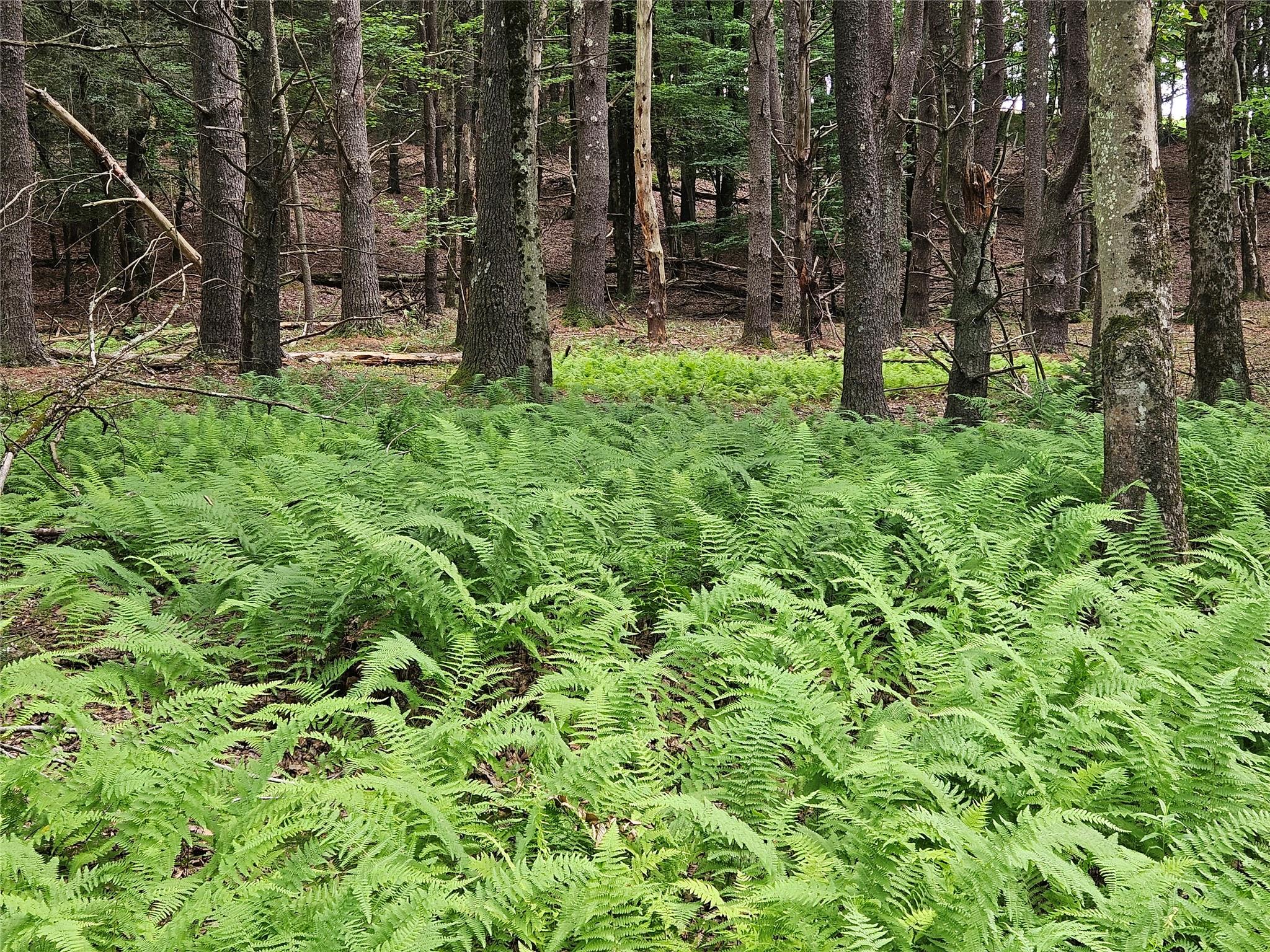 #8 photo, Hurd and Parks Road, Kauneonga Lake , NY 