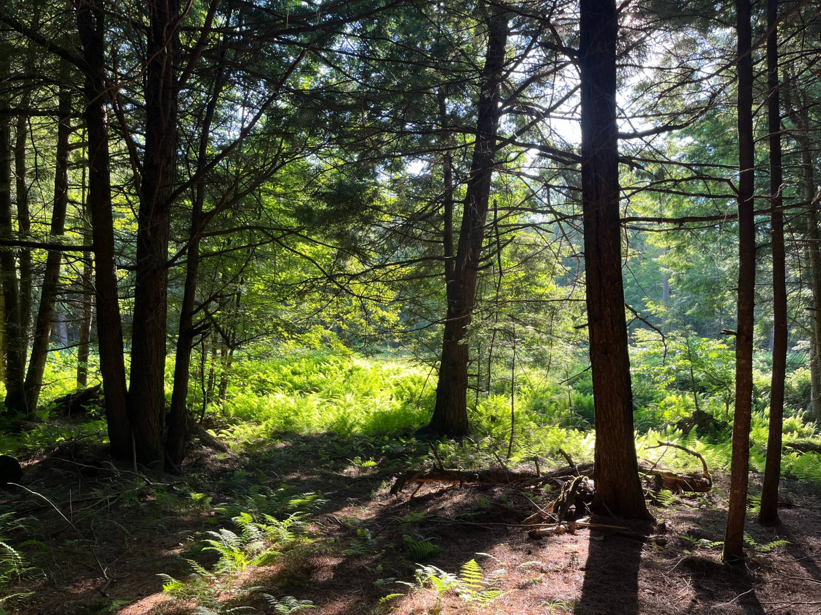 #29 photo, 00 White Pine Lane/pvt, Pitcairn , NY 13648