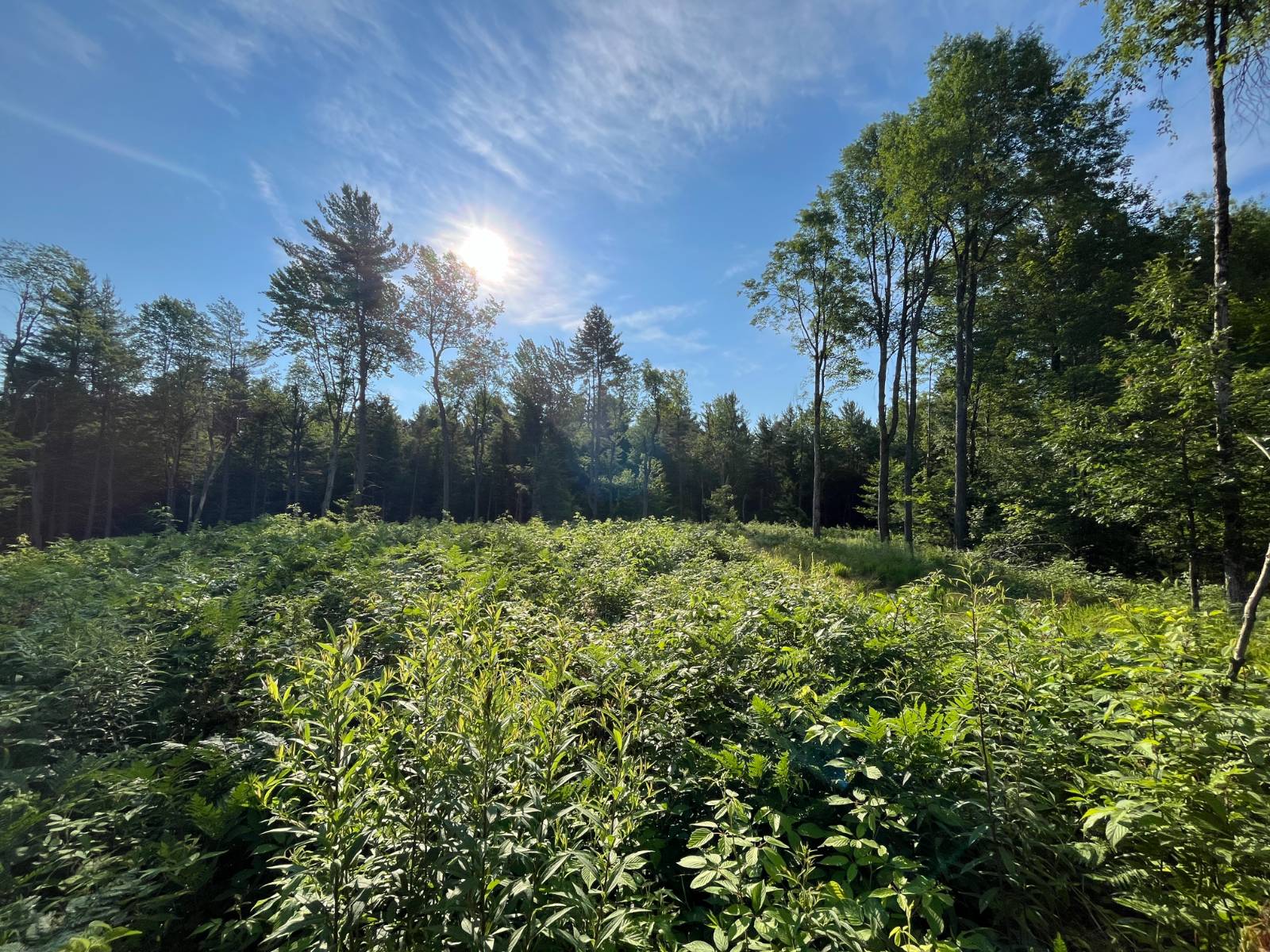 #37 photo, 00 White Pine Lane/pvt, Pitcairn , NY 13648