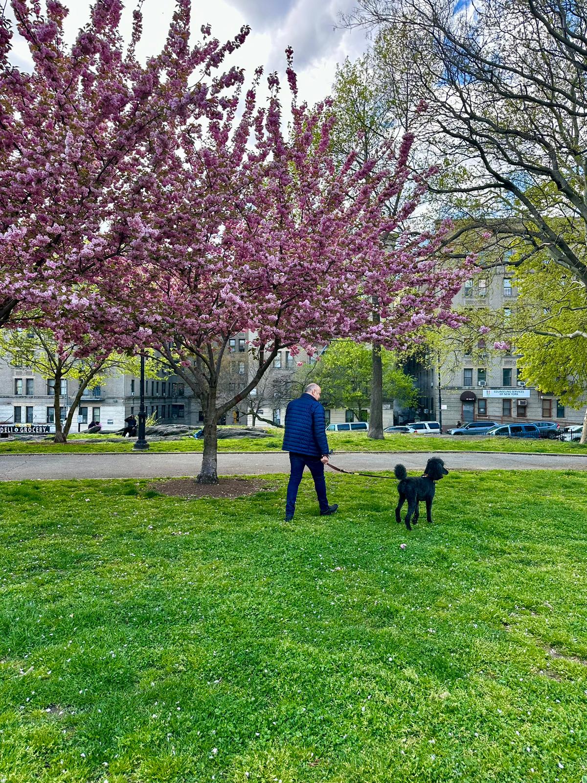 #1 photo, Bronx, 布朗士 Concourse Village , NY 10451