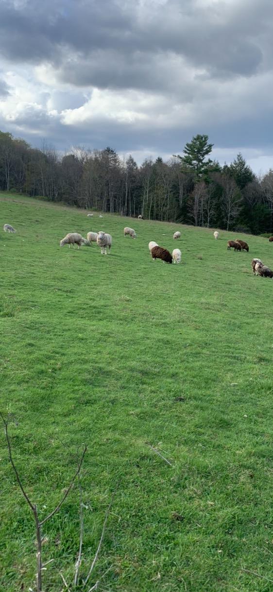 #10 photo, 3 Burr Road, Cochecton , NY 12726