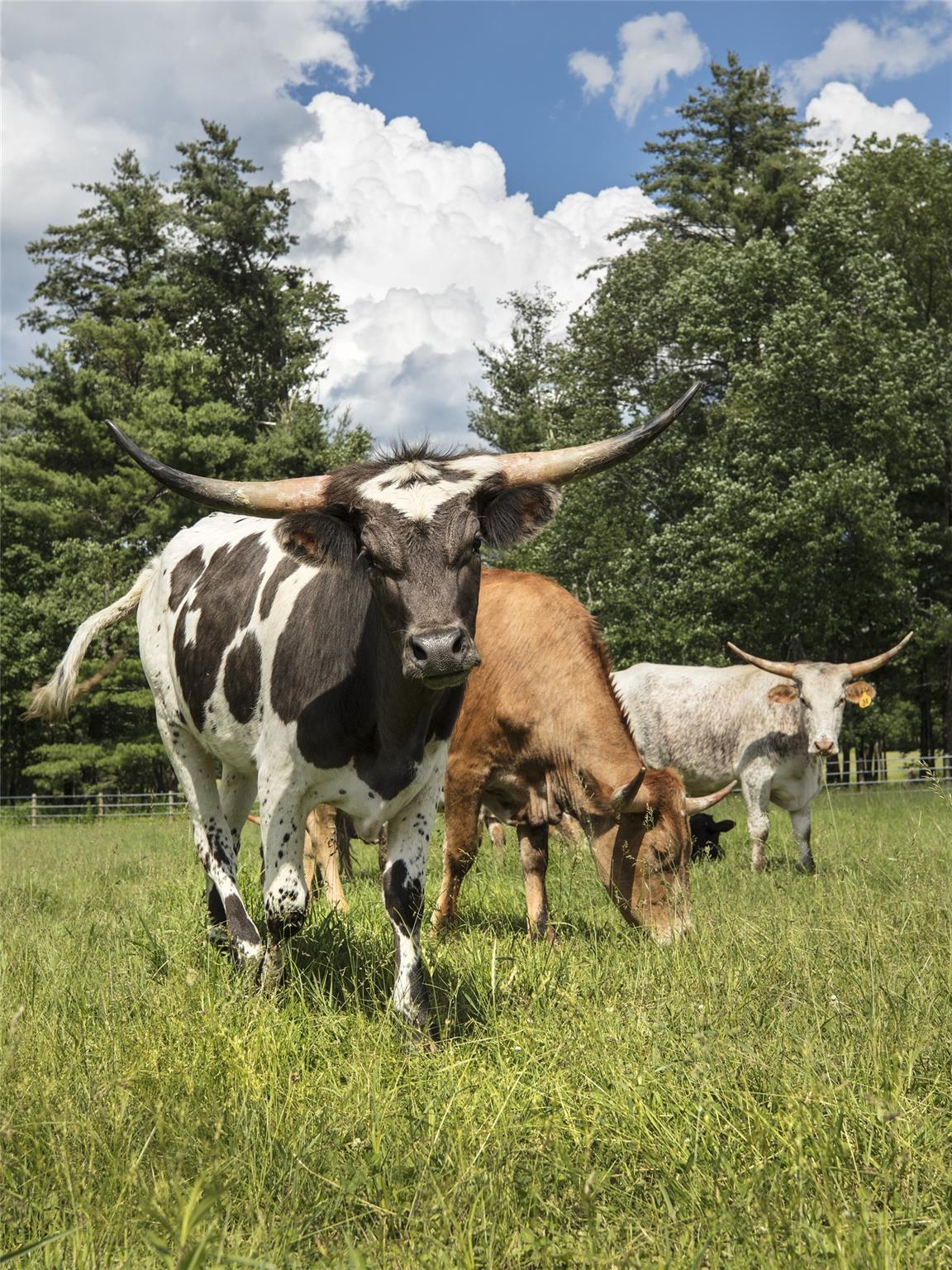 #18 photo, Lot 13 Woodstone Trail, Bethel , NY 12720