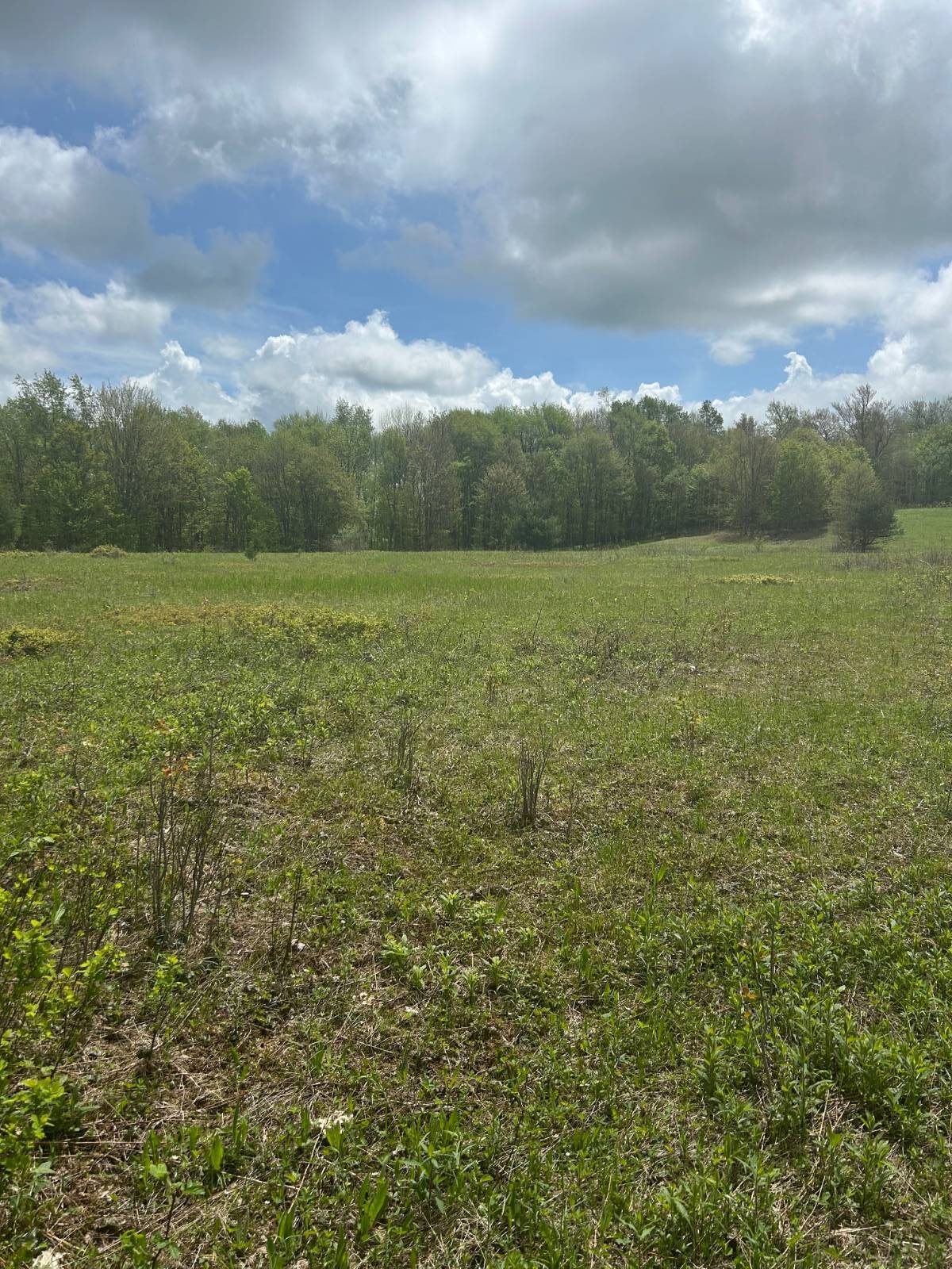 #11 photo, 0 Appaloosa Trl, Walton , NY 13856