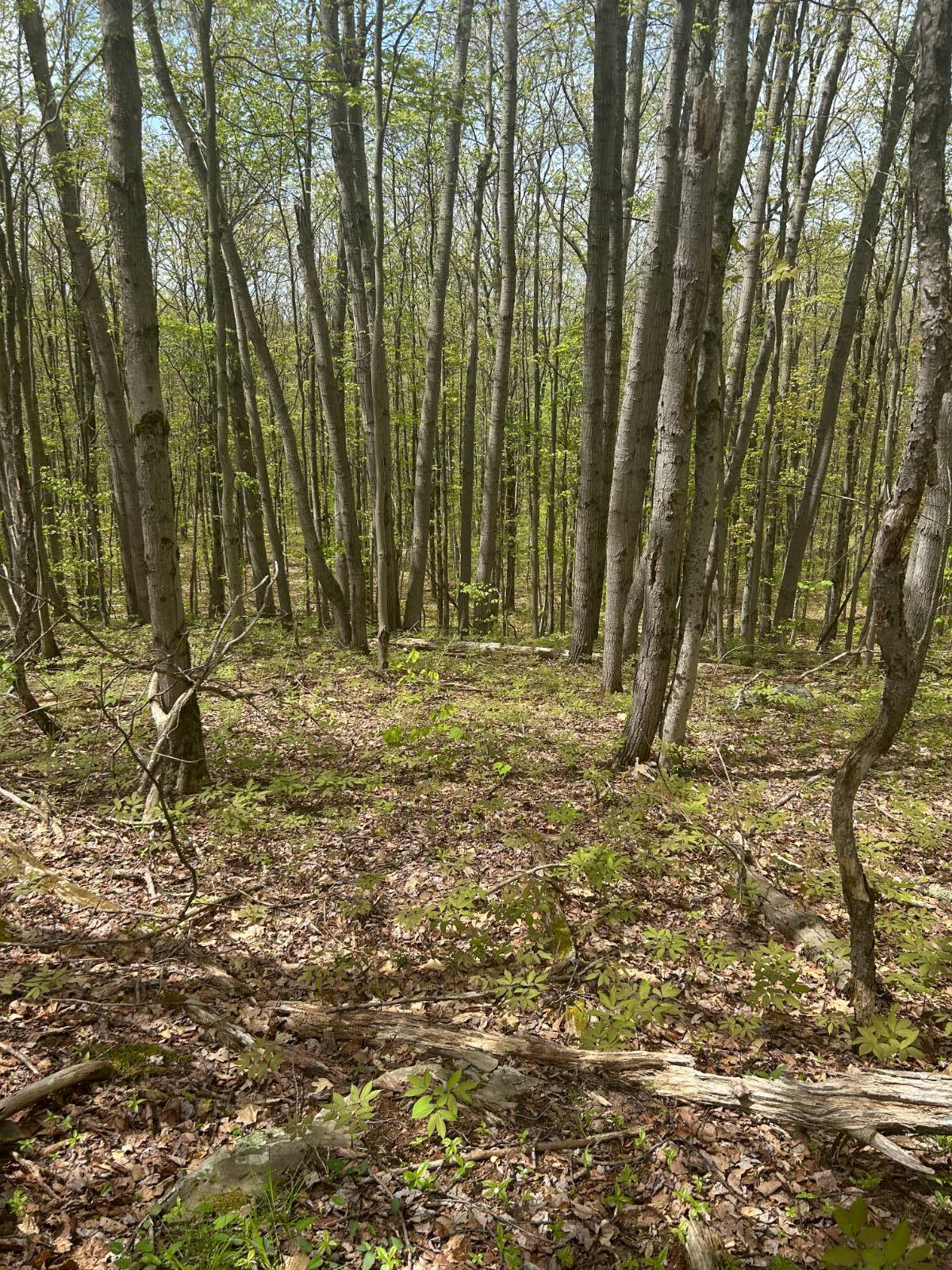 #15 photo, 0 Appaloosa Trl, Walton , NY 13856