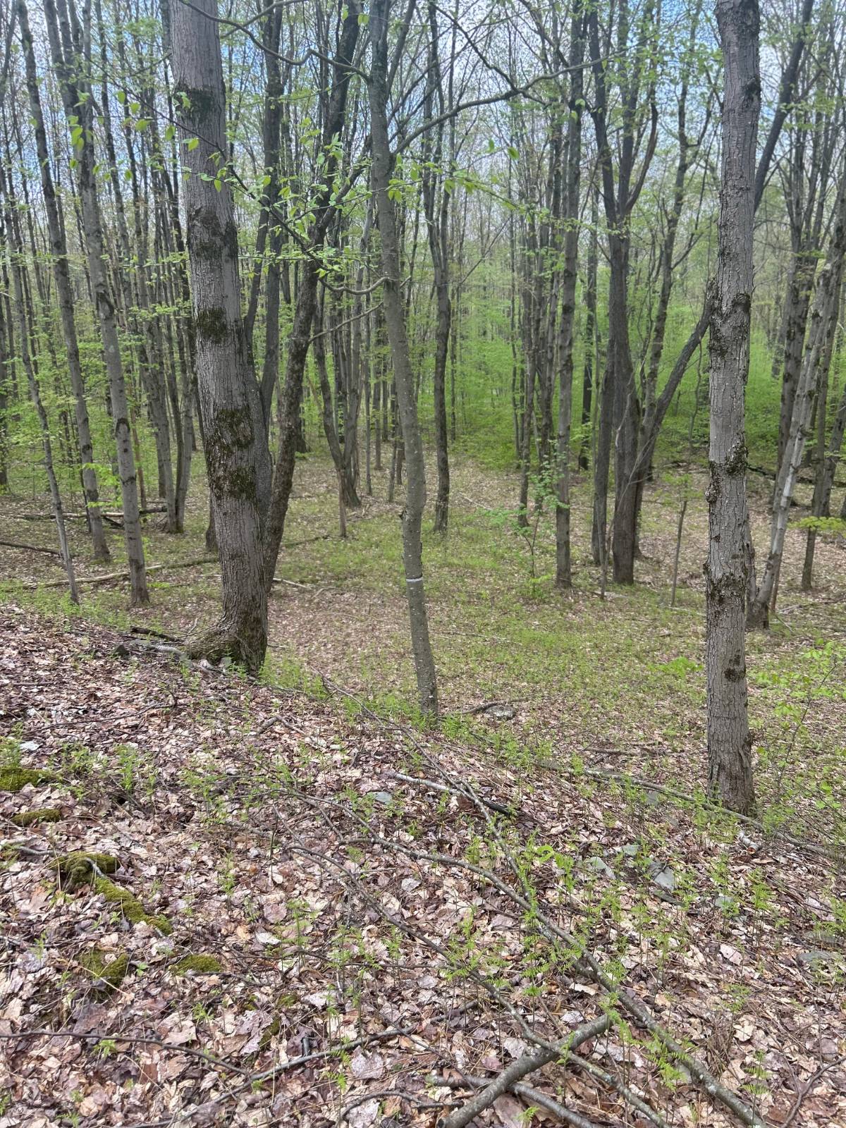 #3 photo, 0 Appaloosa Trl, Walton , NY 13856