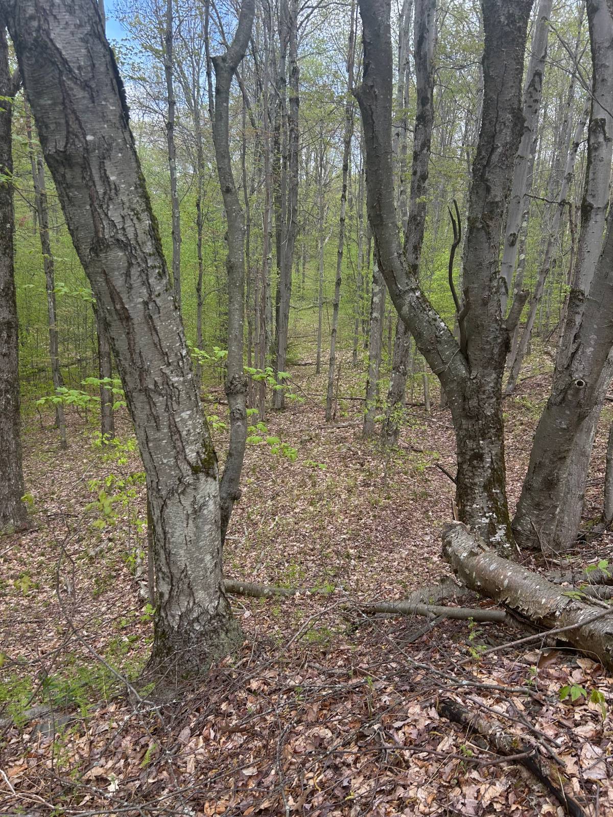 #4 photo, 0 Appaloosa Trl, Walton , NY 13856