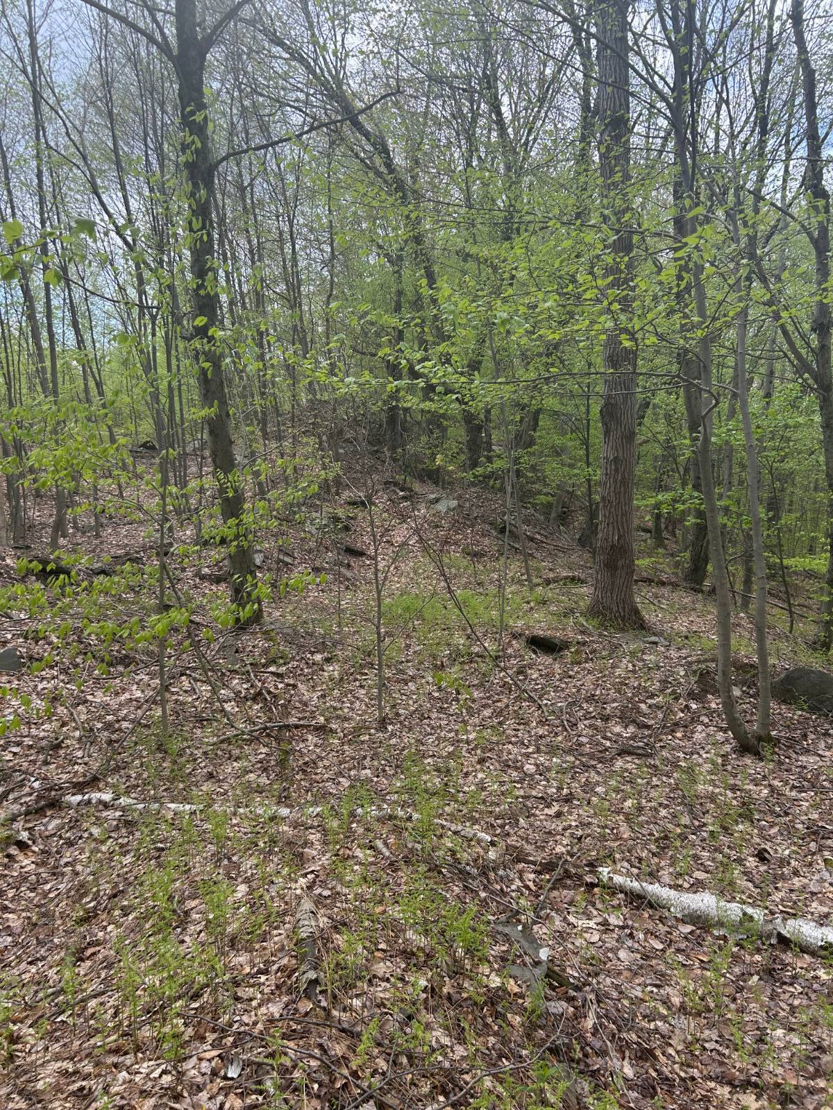 #5 photo, 0 Appaloosa Trl, Walton , NY 13856