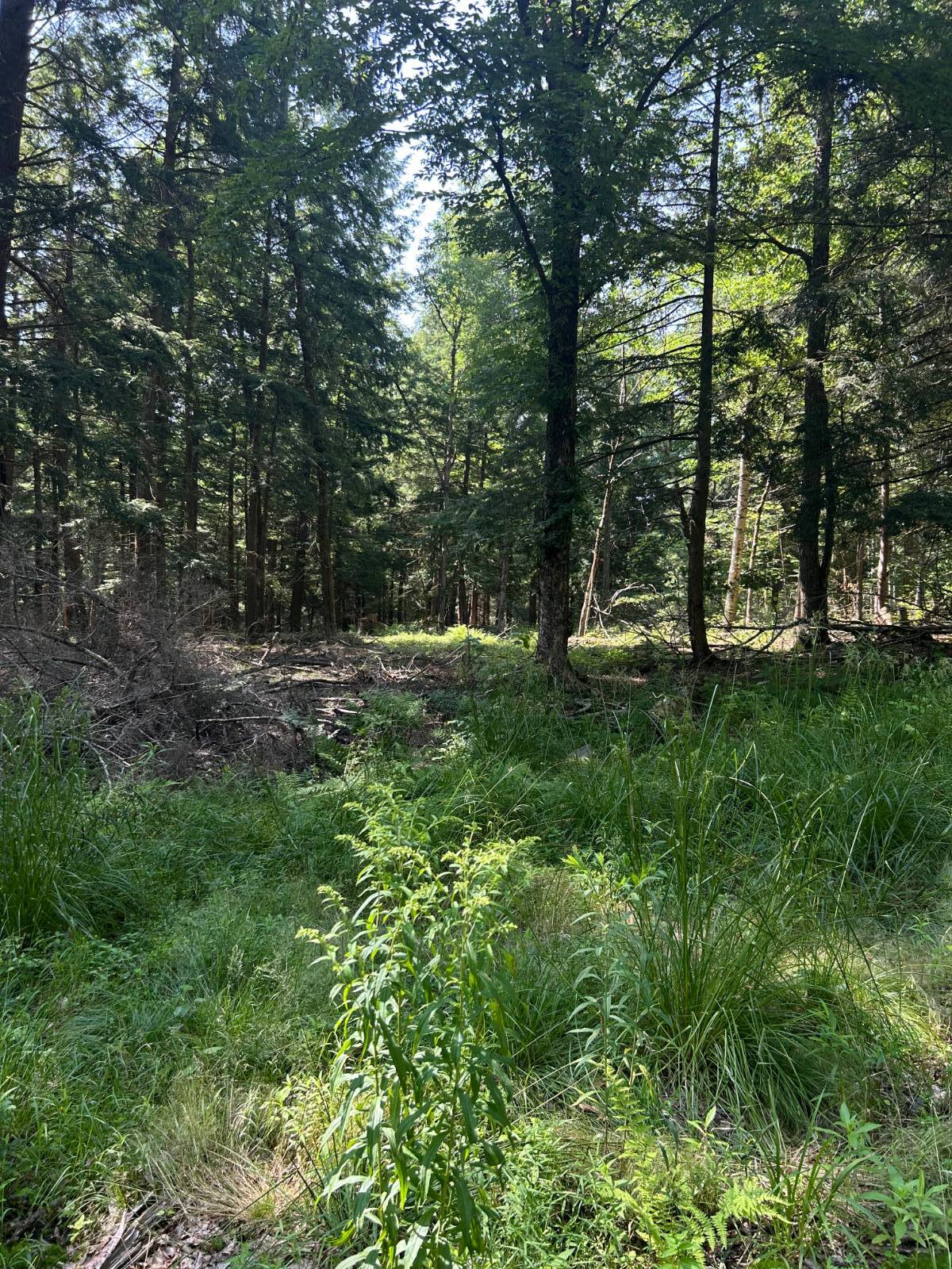 #6 photo, 141 Cross Rd, Maryland , NY 12116