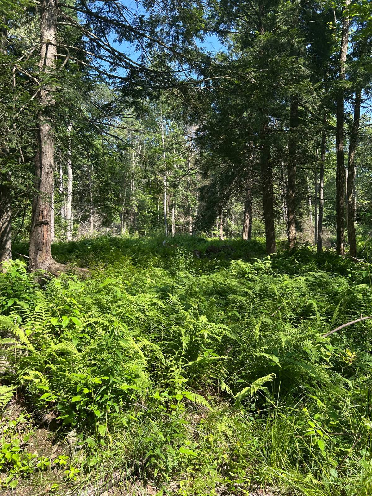 #7 photo, 141 Cross Rd, Maryland , NY 12116