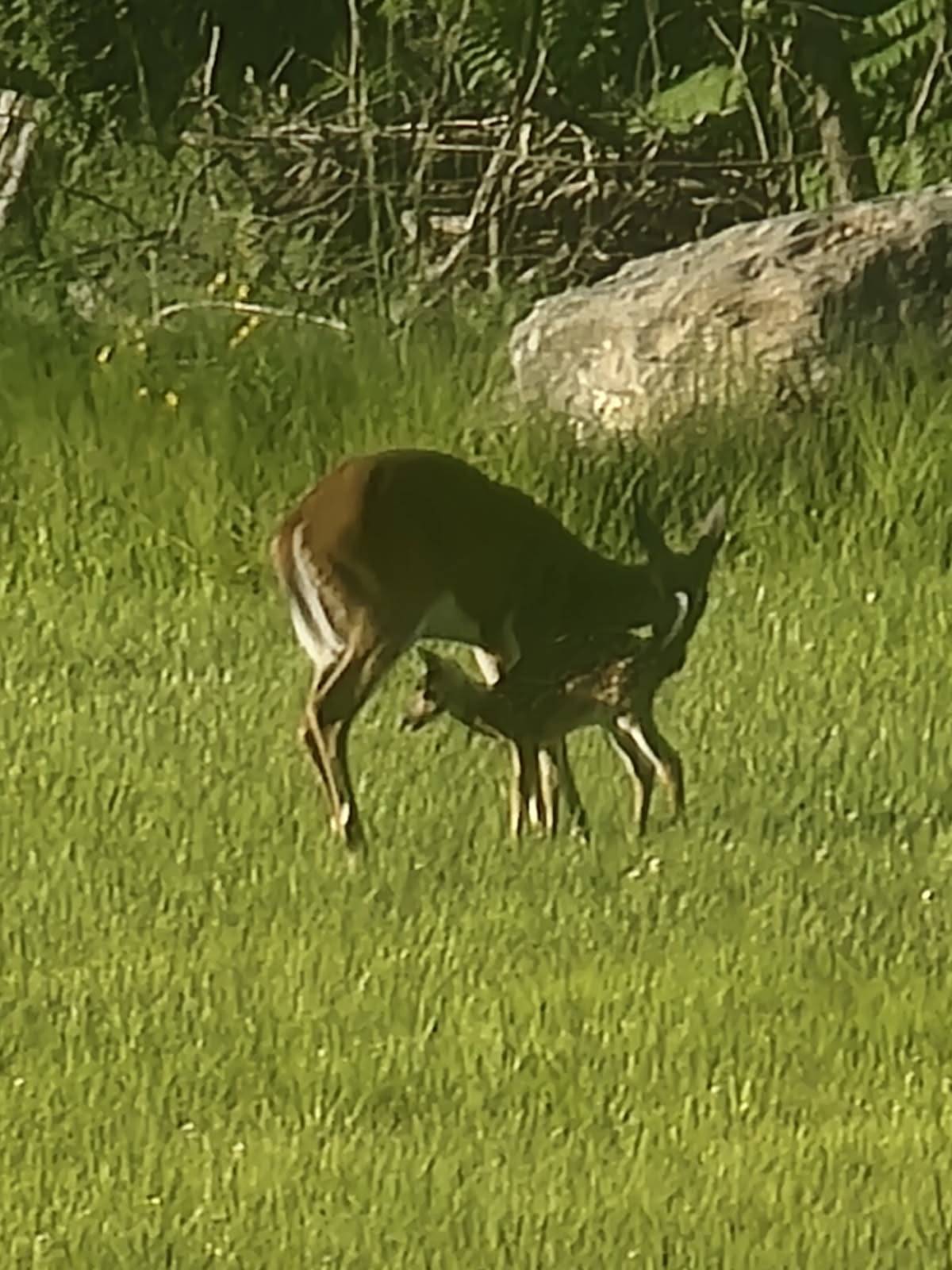 #21 photo, 89 Zinno Rd, Ashland , NY 12407