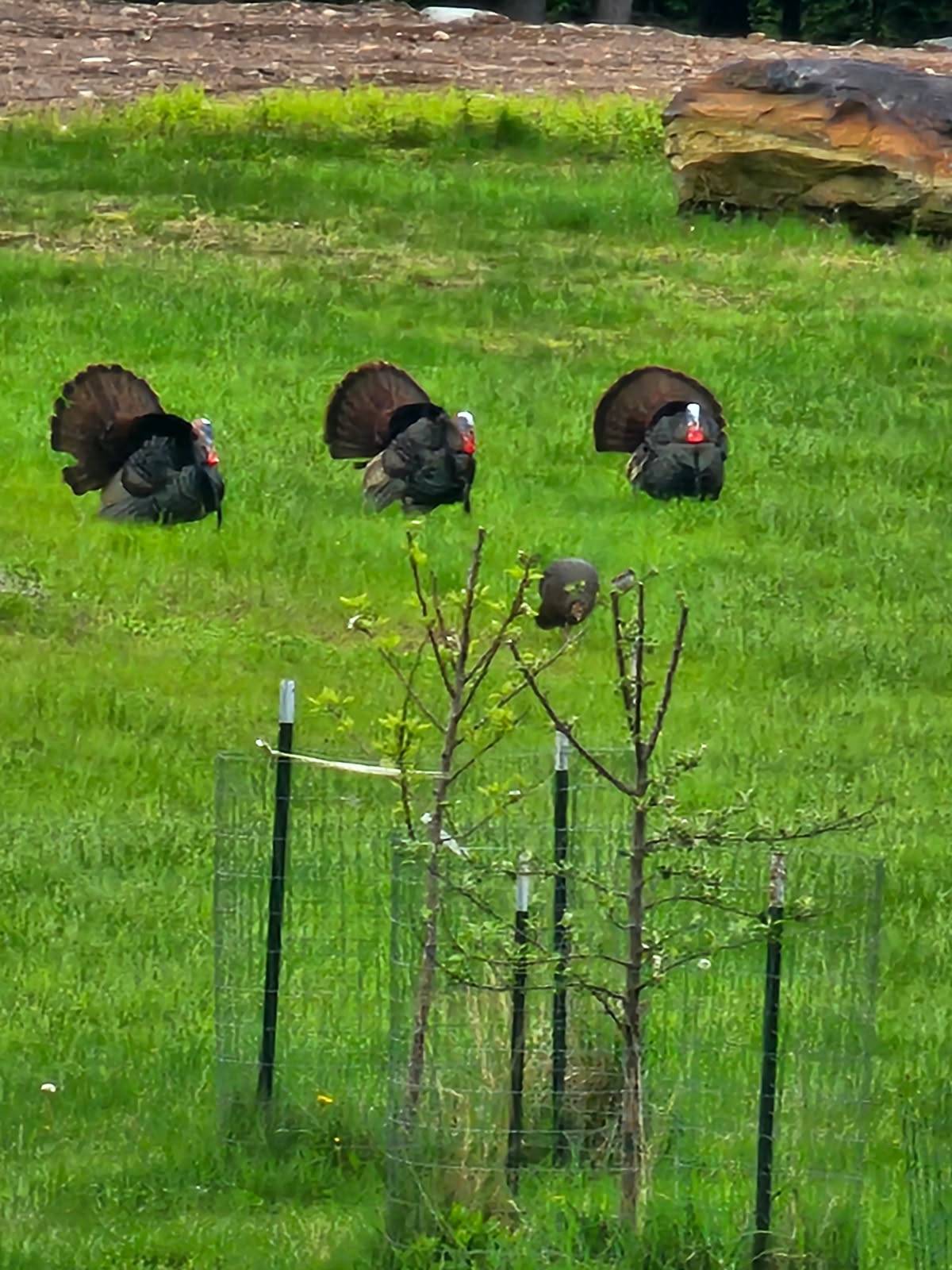 #29 photo, 89 Zinno Rd, Ashland , NY 12407