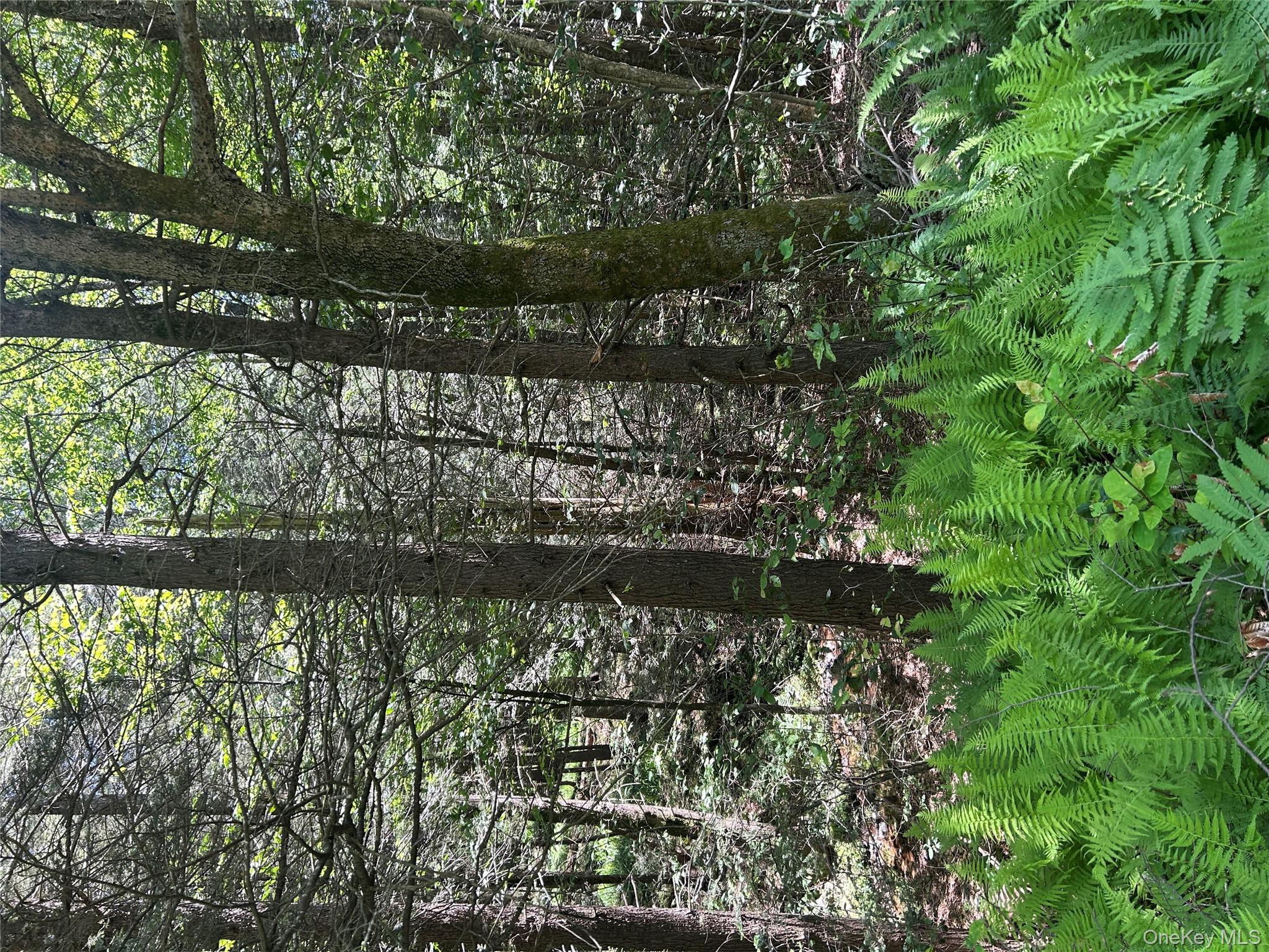 #11 photo, TBD Ahrens Road, Parksville , NY 12768