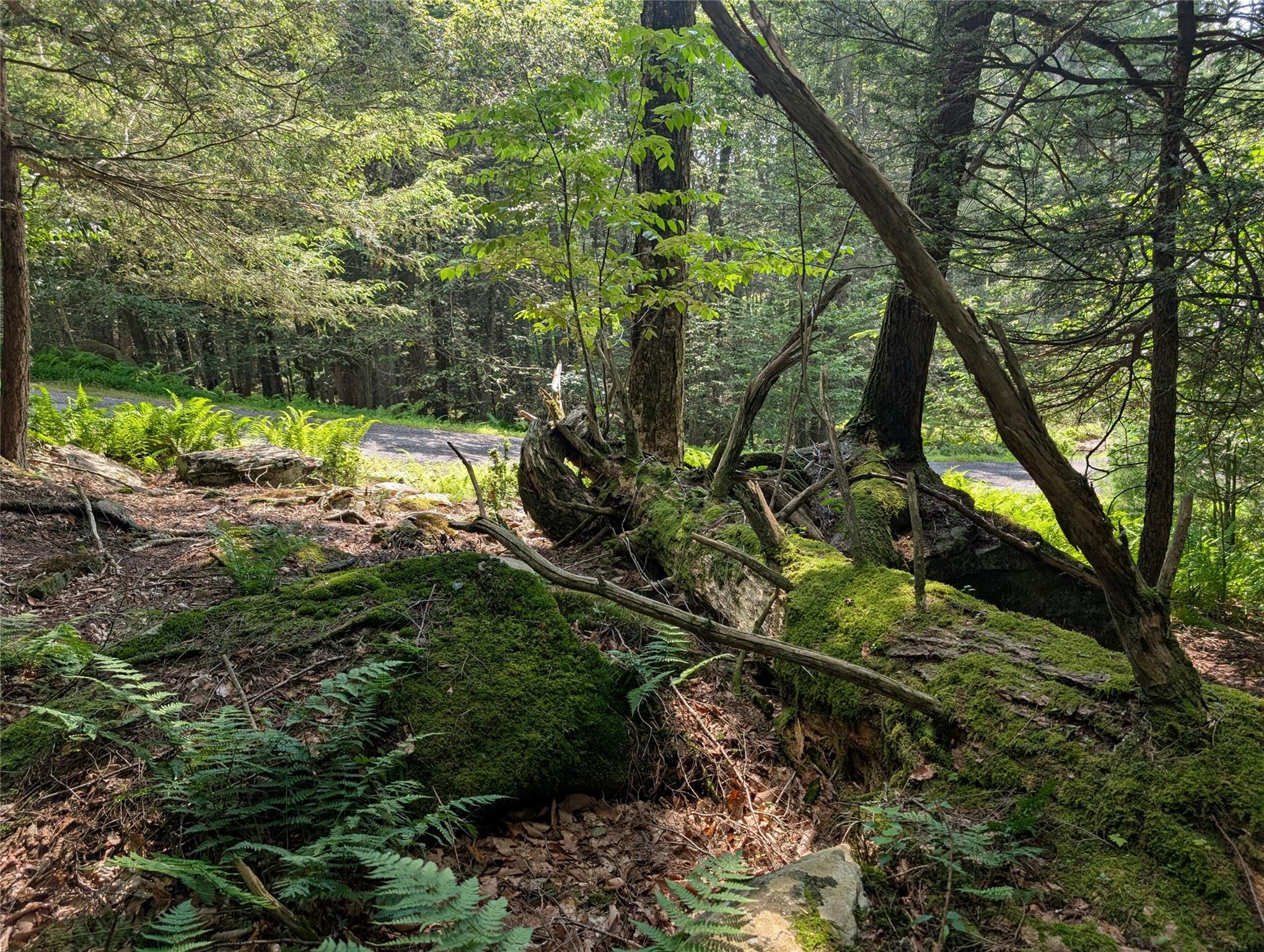 #11 photo, Andrew Lane, Bethel , NY 12720