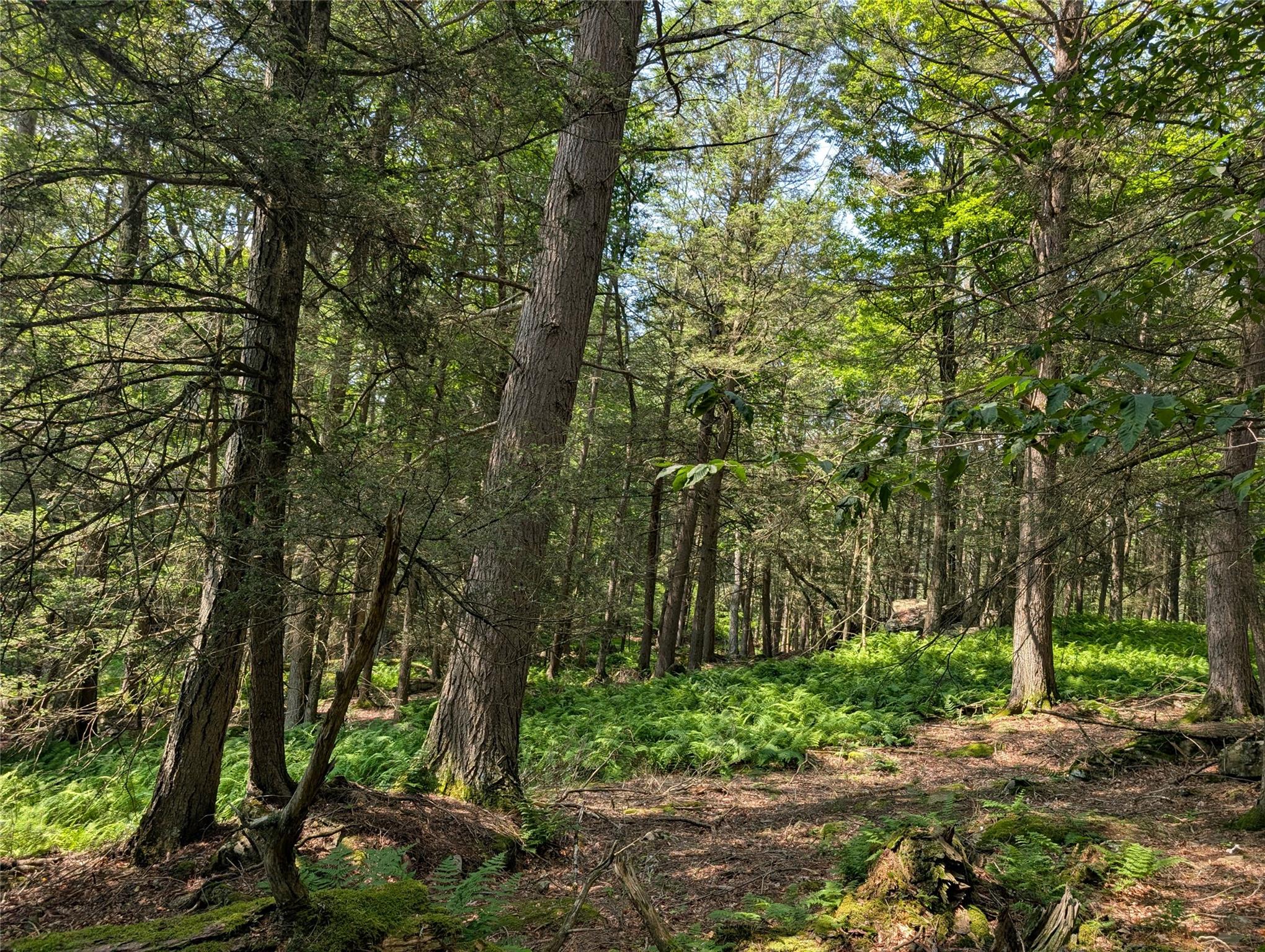 #14 photo, Andrew Lane, Bethel , NY 12720