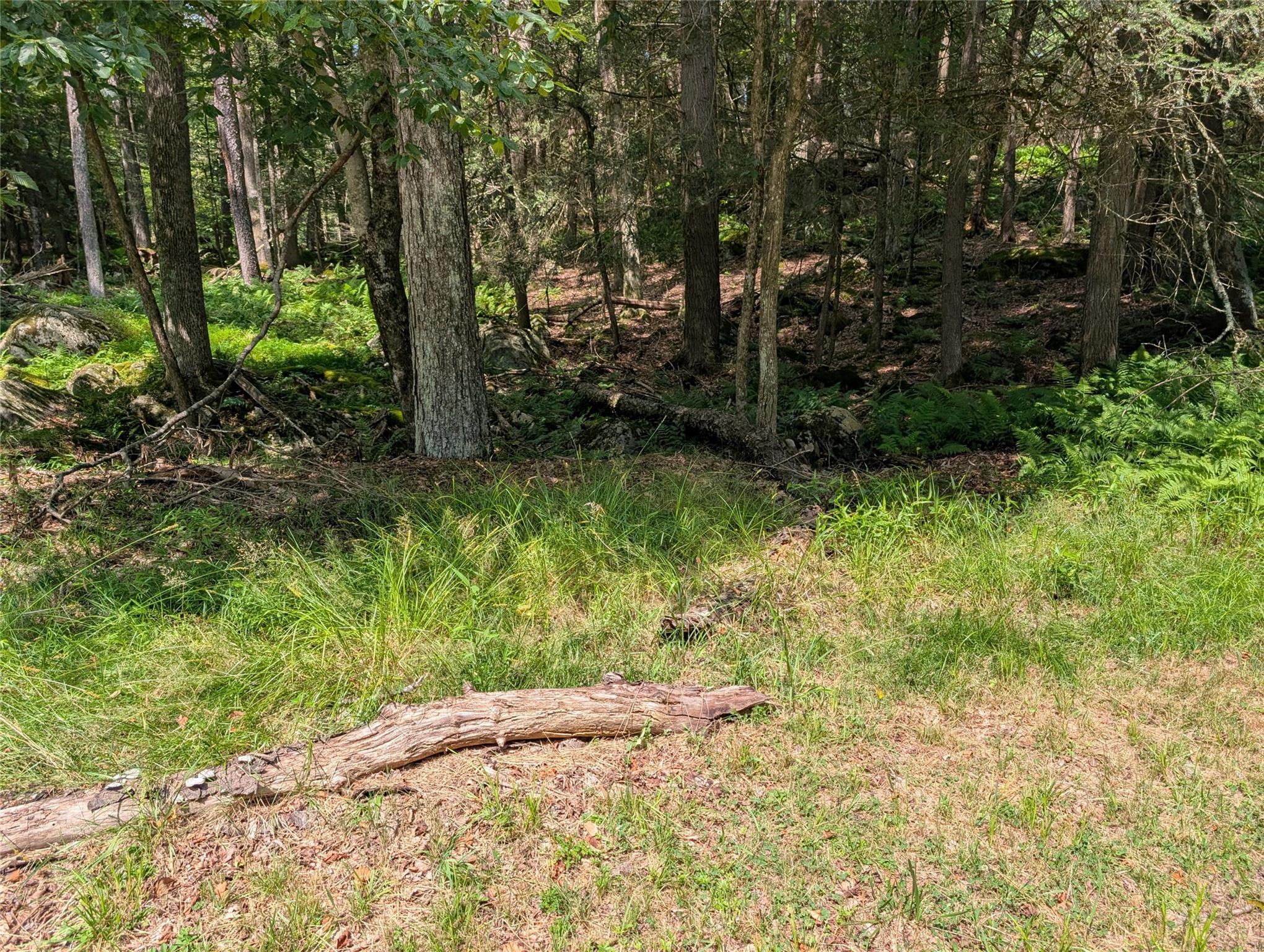 #4 photo, Andrew Lane, Bethel , NY 12720