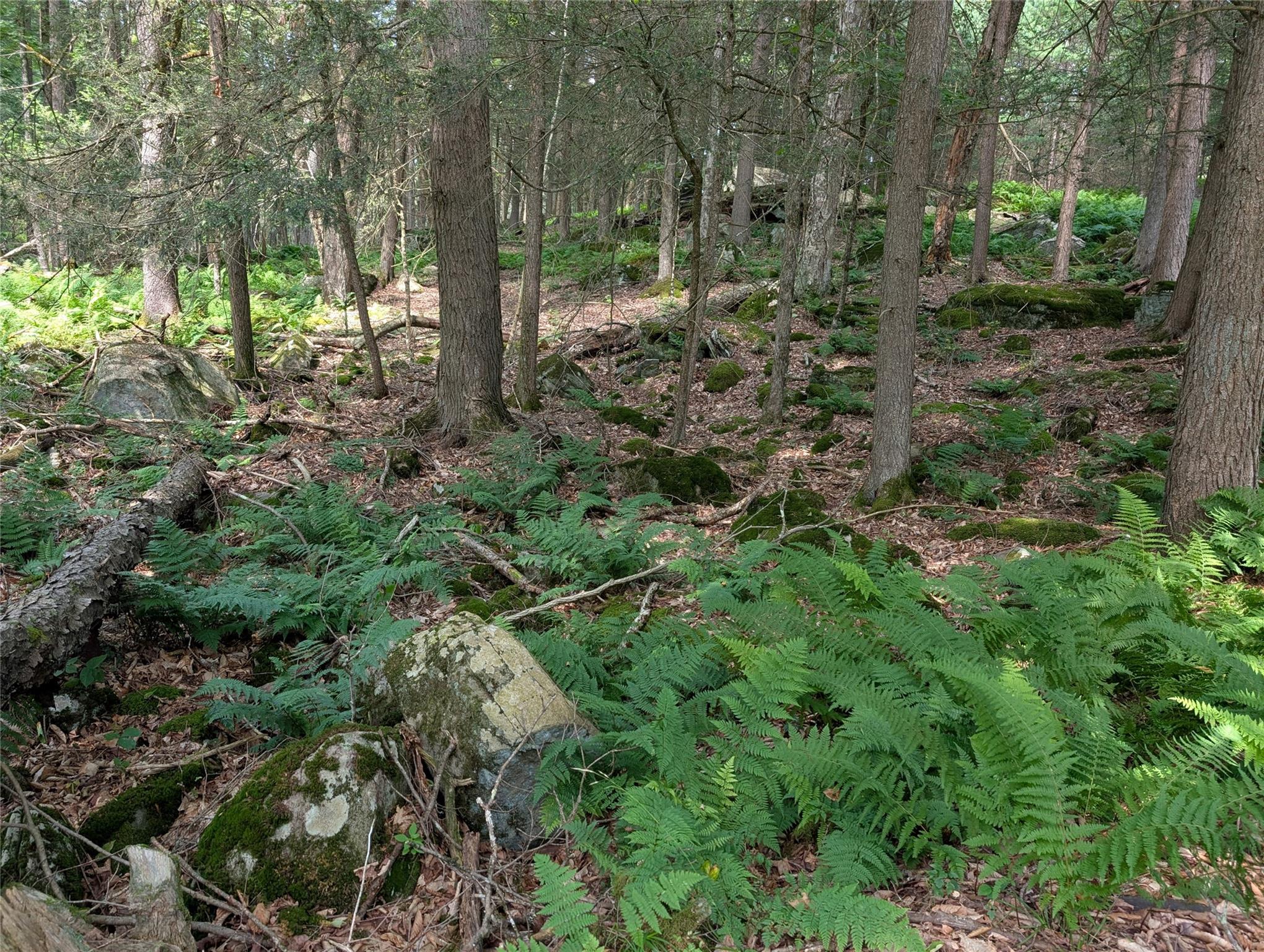 #5 photo, Andrew Lane, Bethel , NY 12720