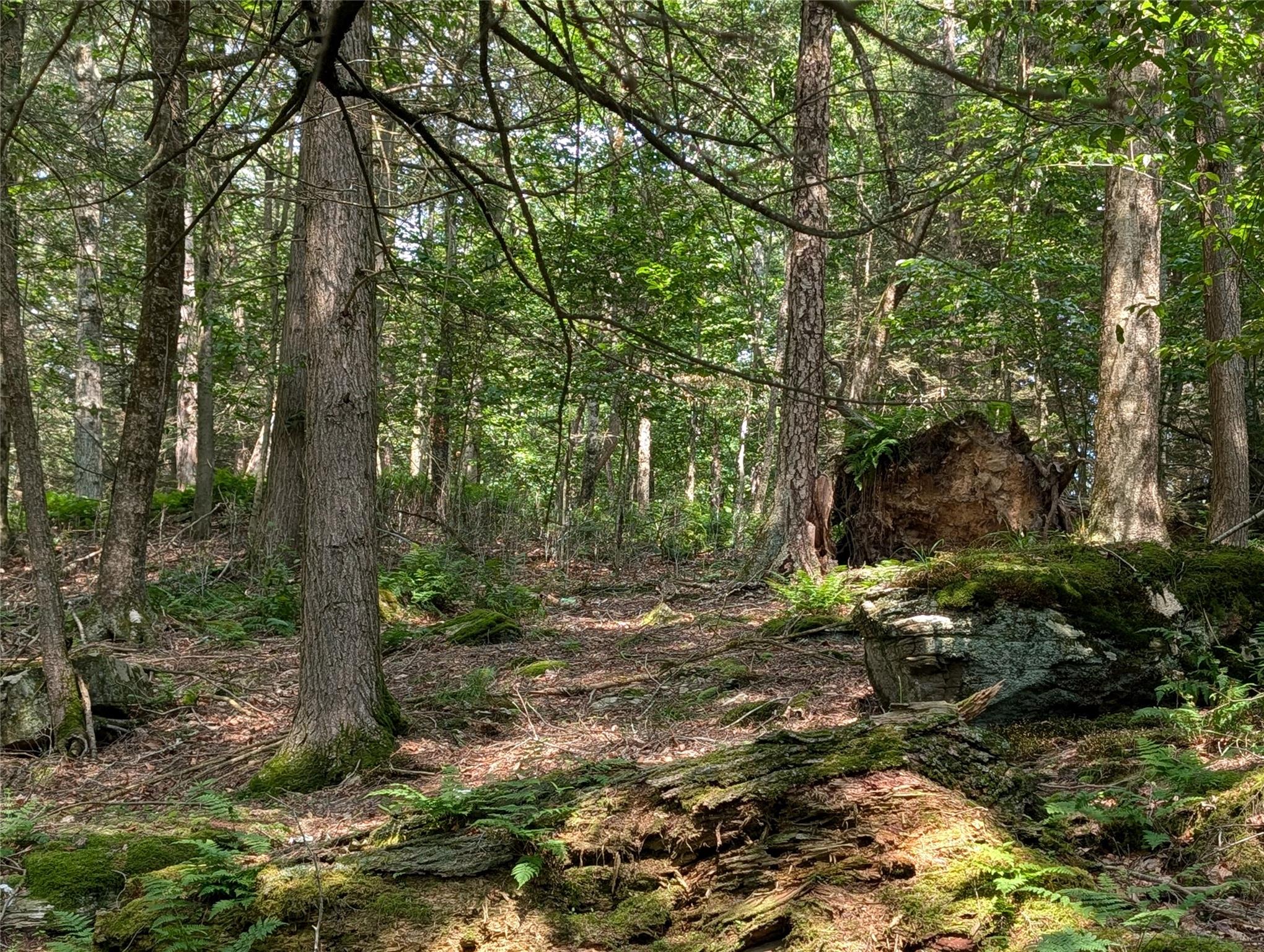 #6 photo, Andrew Lane, Bethel , NY 12720