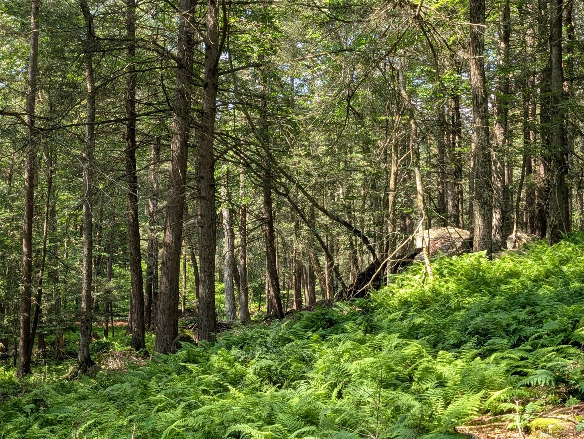 #7 photo, Andrew Lane, Bethel , NY 12720