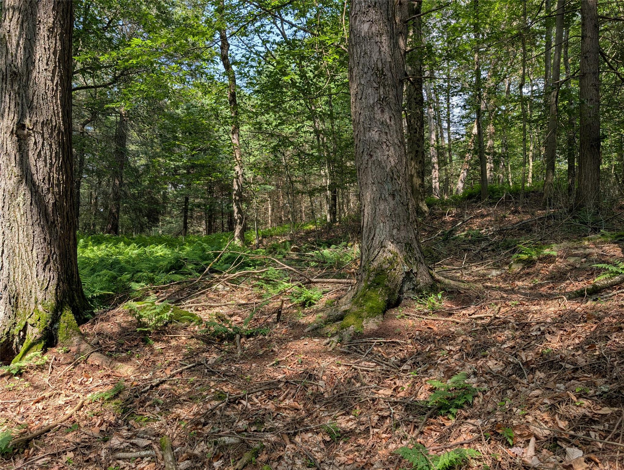 #8 photo, Andrew Lane, Bethel , NY 12720