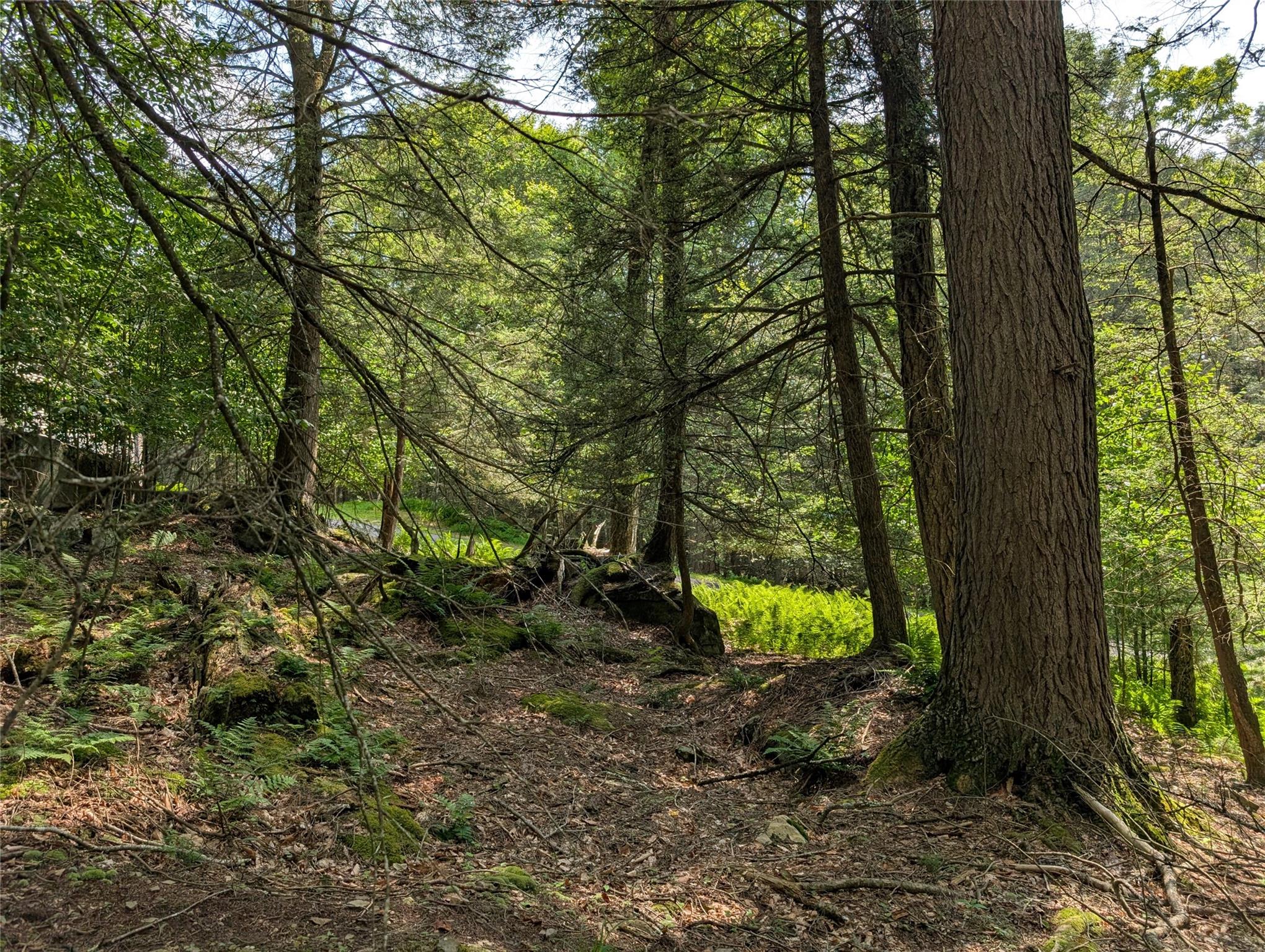 #9 photo, Andrew Lane, Bethel , NY 12720