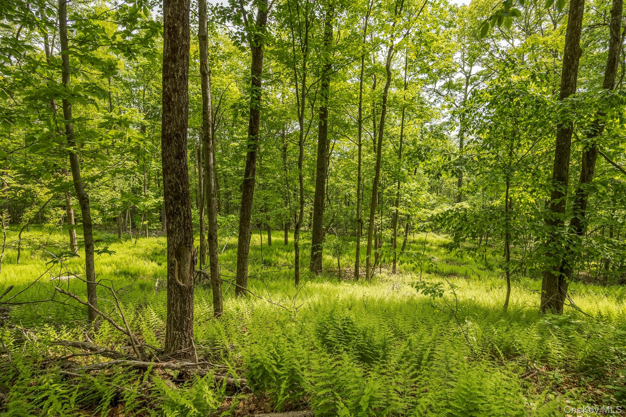 #12 photo, A Skunks Misery Road, Millerton , NY 12546