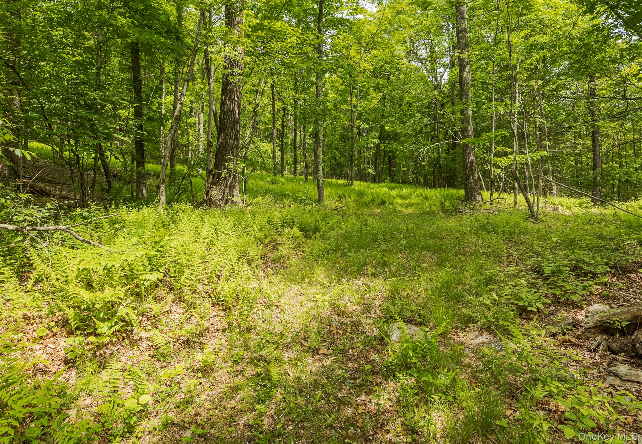 #8 photo, A Skunks Misery Road, Millerton , NY 12546