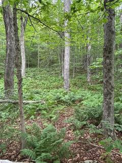 #1 photo, TBD Frost Valley, Claryville , NY 