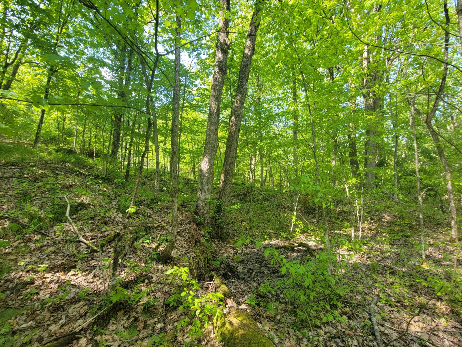 #14 photo, 00 Maple Ridge Rd, DeKalb Junction , NY 13642