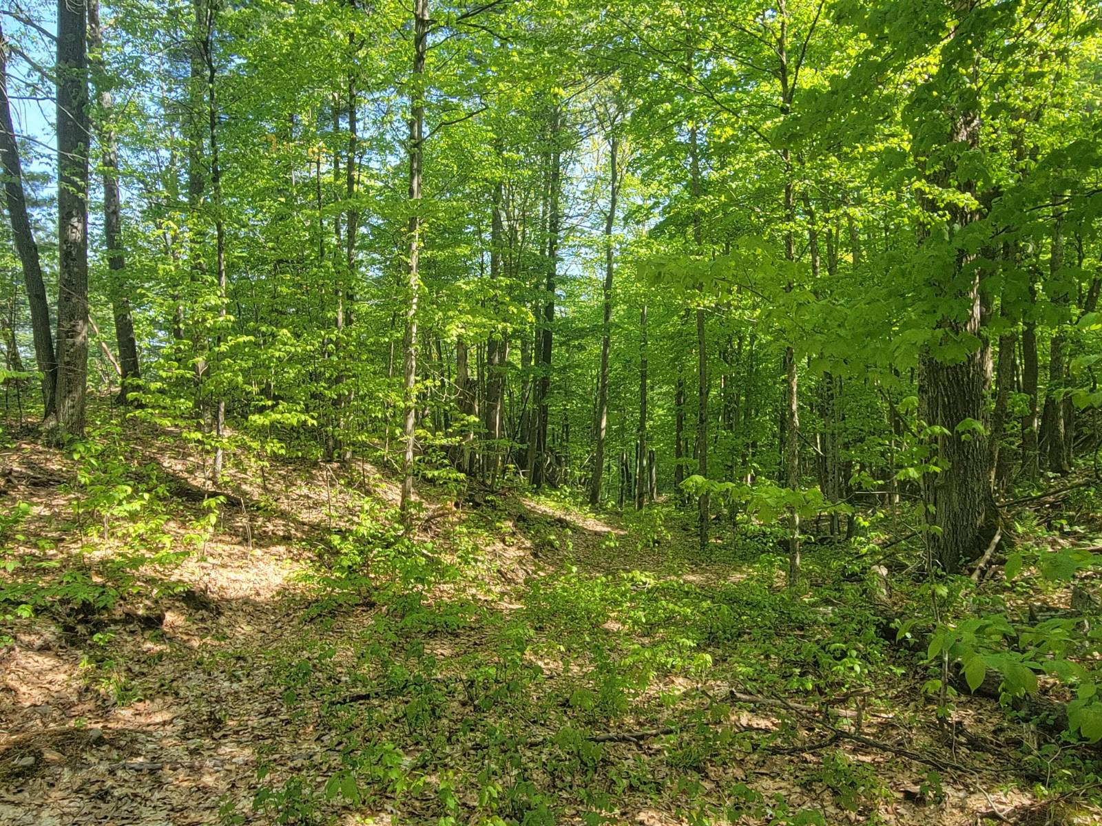 #15 photo, 00 Maple Ridge Rd, DeKalb Junction , NY 13642