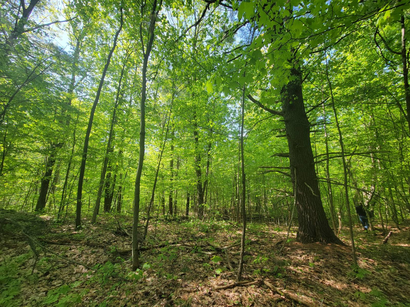 #21 photo, 00 Maple Ridge Rd, DeKalb Junction , NY 13642